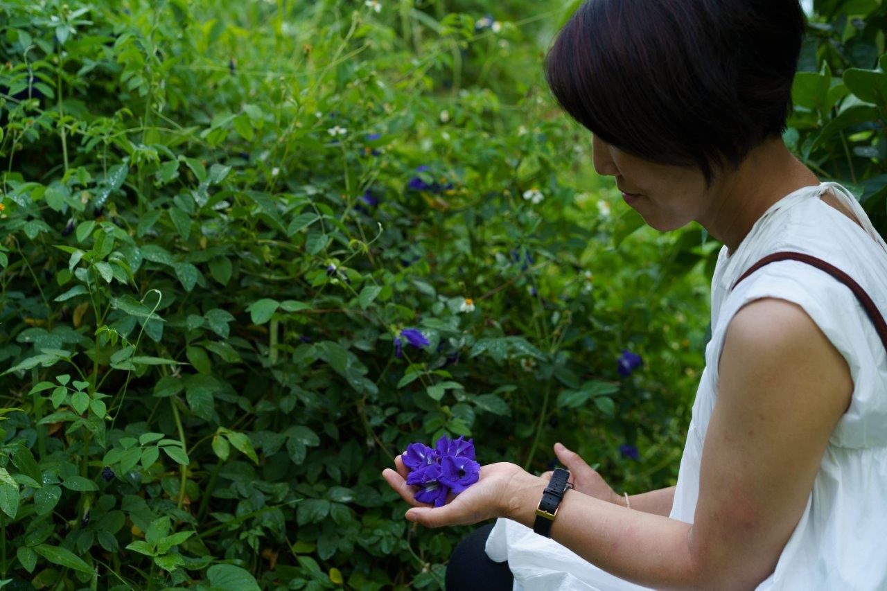 青いバタフライピーの花を手にのせたタサン志麻さん